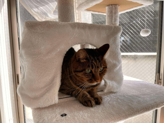猫のストレスを軽減する方法:快適な環境づくりと行動ケア