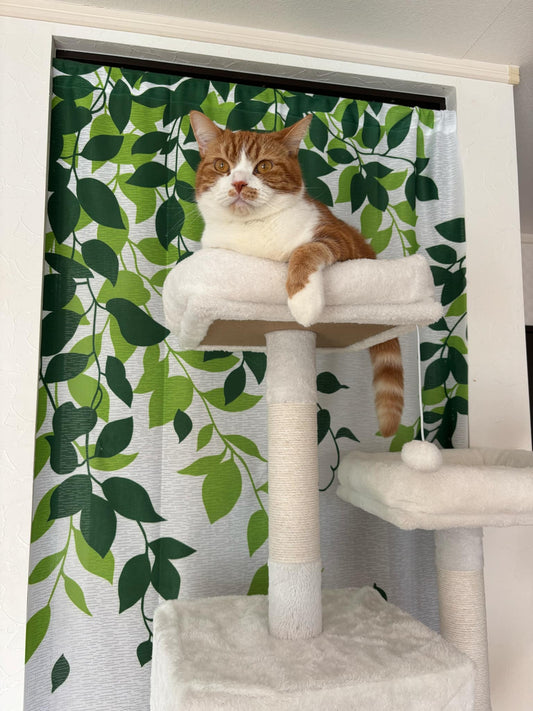 猫の健康を守る!冬の寒さ対策とおすすめのキャットタワー活用術🐾
