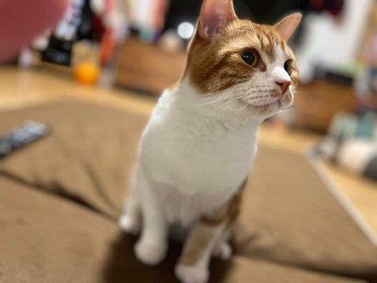 猫の飲水習慣を改善!健康を守るための水分補給のコツ