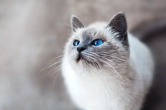 猫の耳の役割と健康管理の重要性