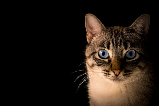 猫のしつけ:効果的なトレーニング方法