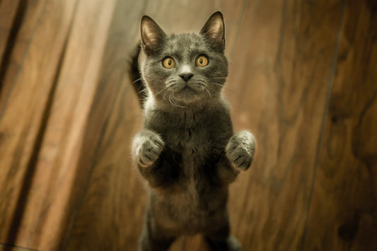猫の鳴き声の種類と意味を理解しよう