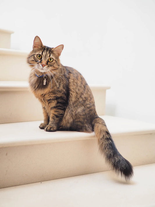猫の好奇心:遊び心を活かす方法