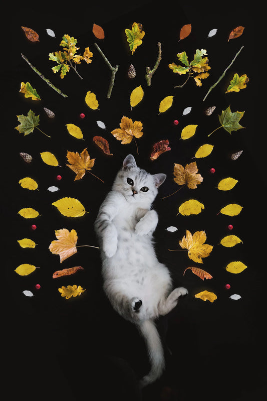 季節ごとの猫のケア方法を徹底解説!