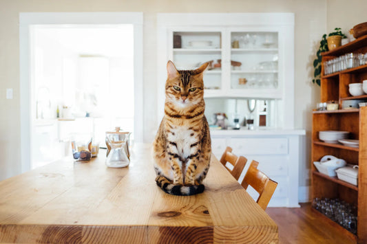 猫の体の構造を徹底解説!魅力の秘密に迫る