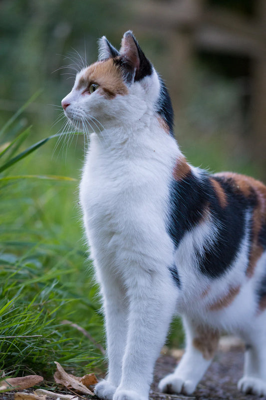 猫の嗅覚と嗜好の不思議:なぜあのごはんが好き?