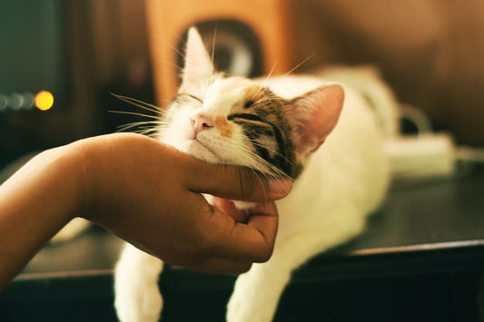 猫のストーリー:世界の猫好きの文化