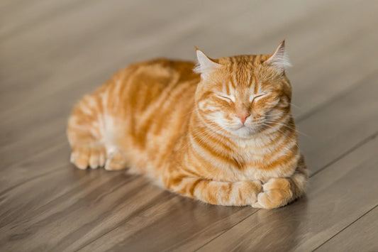 猫のためのDIY:手作りおもちゃとキャットタワー