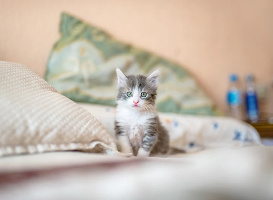 猫に優しい暮らしでサステナブルな未来を