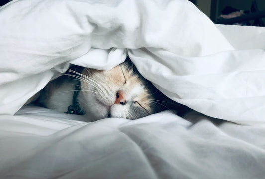 なぜ猫は昼寝が好きなのか?その理由に迫る