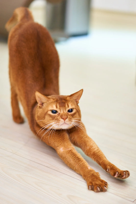 猫の身体の構造とその役割を徹底解説
