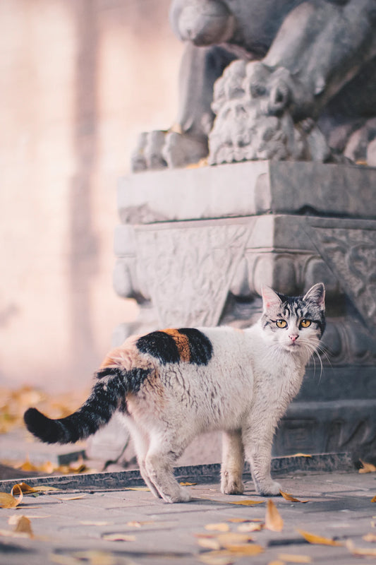 猫のしつけとトレーニングのポイント