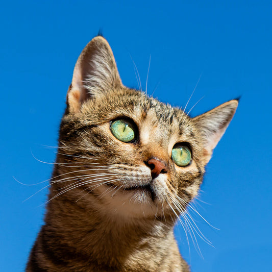 猫の睡眠:健康を左右するサイクルとは