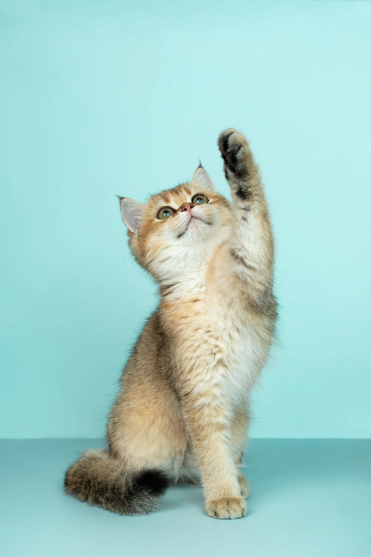 猫好き必見!ハーブと猫の知られざる関係