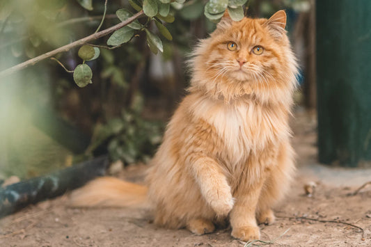 猫のストレスを解消するリラックス方法とは?