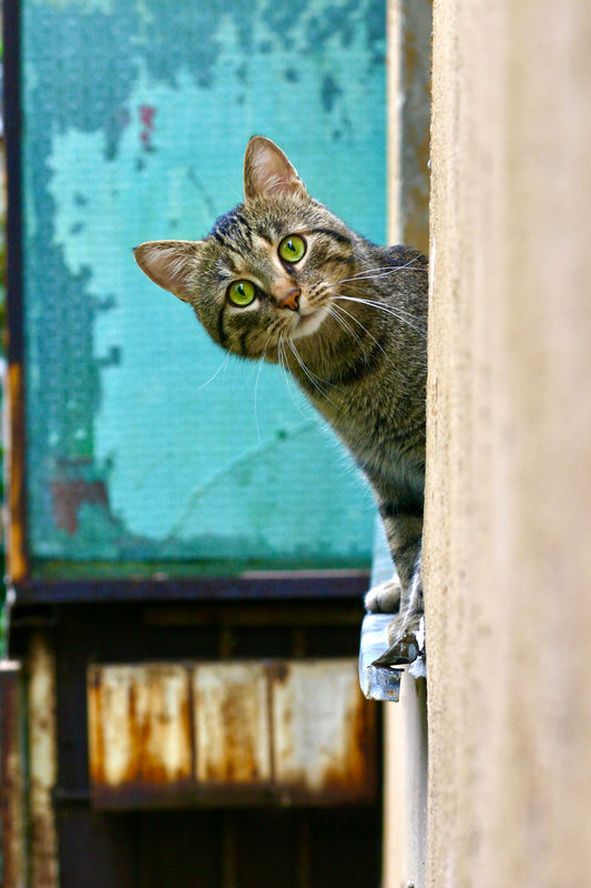 猫の趣味:猫にはどんな楽しみ方がある?