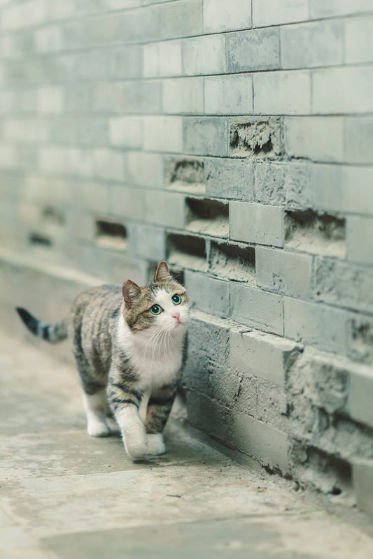 猫の行動学と心理を理解するためのガイド