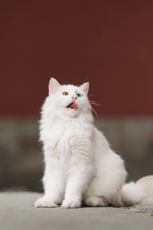 猫の健康を保つための基本知識