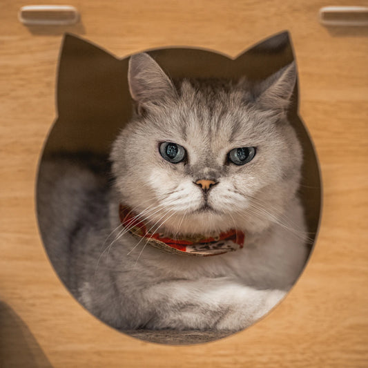 愛猫の毛の手入れとケア方法