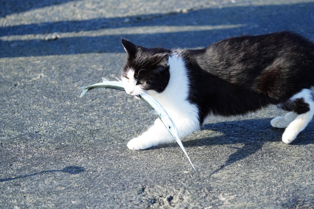 猫が魚を咥えている