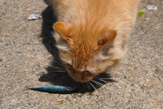 猫が魚の匂いを嗅いでいる