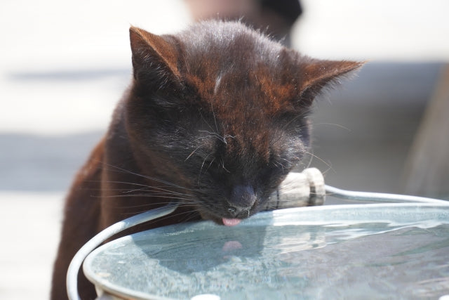 猫の水分不足が腎臓に与える影響とは？ウェットフードの役割