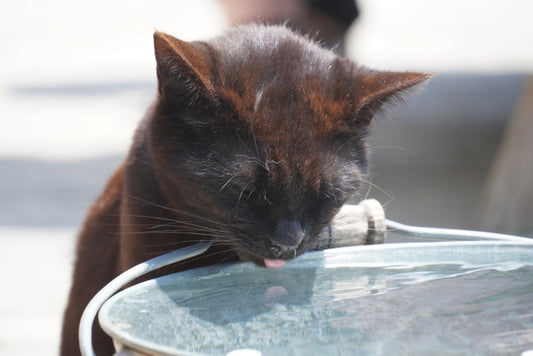 猫の水分不足が腎臓に与える影響とは？ウェットフードの役割