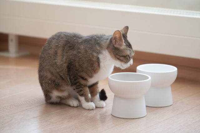 猫が喜ぶフードを選ぶ3つの基準（味・香り・質感）