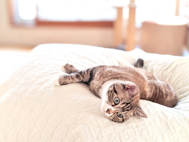 猫が急にご飯を食べなくなったときに考えたい、ウェットフードの選び方