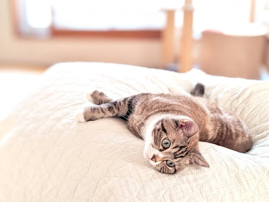 猫が急にご飯を食べなくなったときに考えたい、ウェットフードの選び方