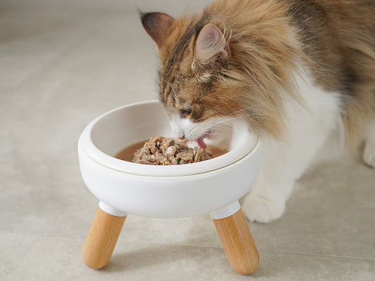 猫に魚のウェットフードを与えている
