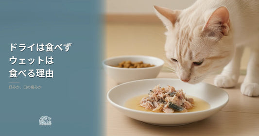 カリカリは食べないのにウェットは食べる猫｜理由と見分け方