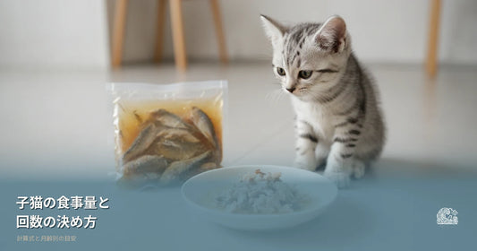 子猫の食事量と回数｜計算式と月齢別の目安
