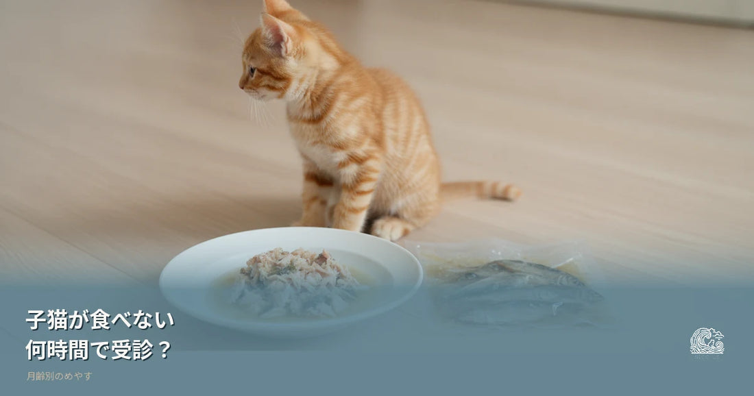 子猫が食べない｜何時間で受診か月齢別に解説