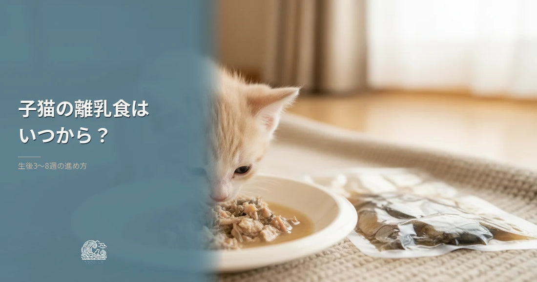 子猫の離乳食はいつから？3〜8週の進め方