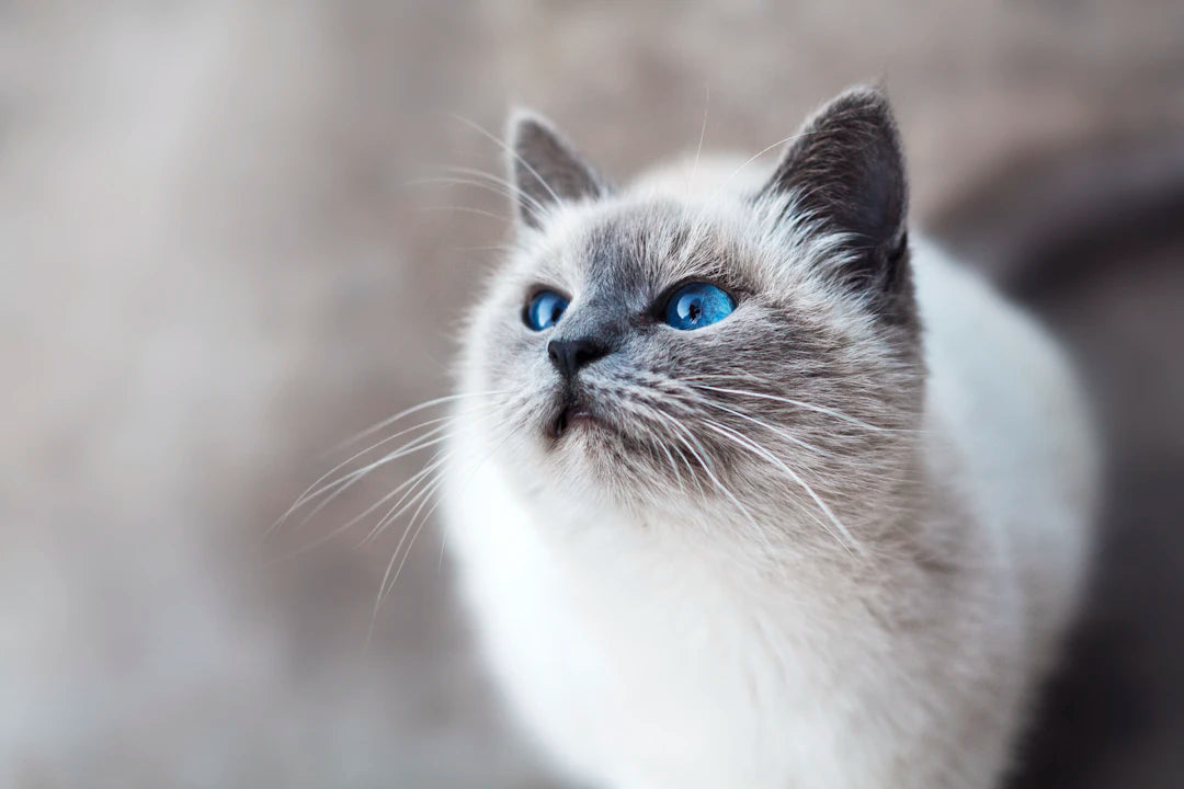 猫の耳の役割と健康管理の重要性