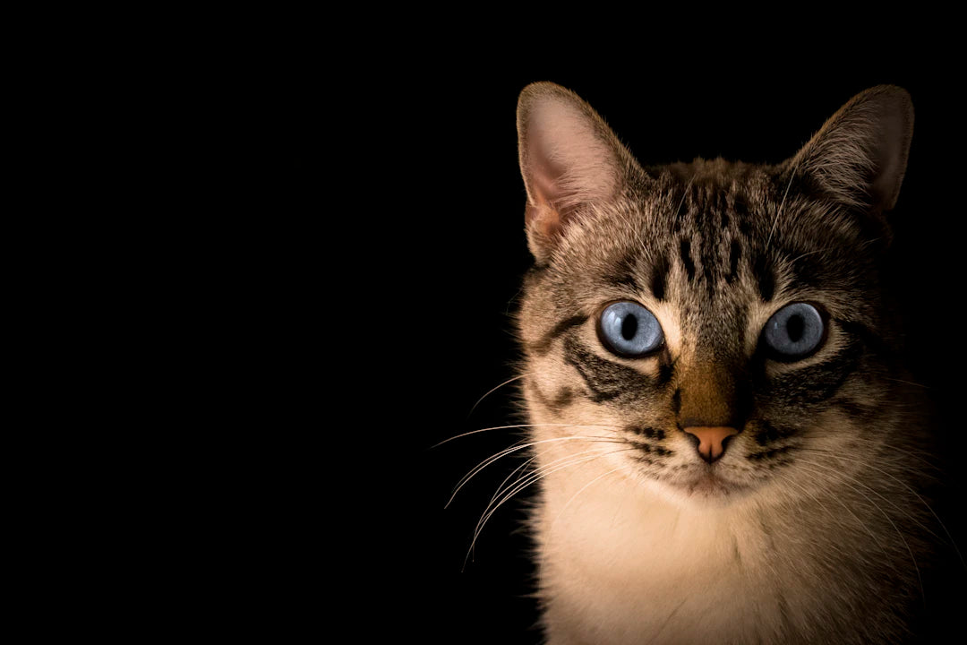 猫のしつけ：効果的なトレーニング方法
