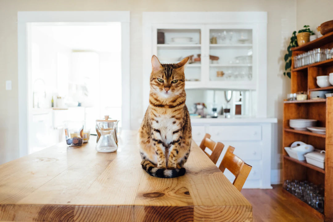 猫の社会性：仲間との関係構築