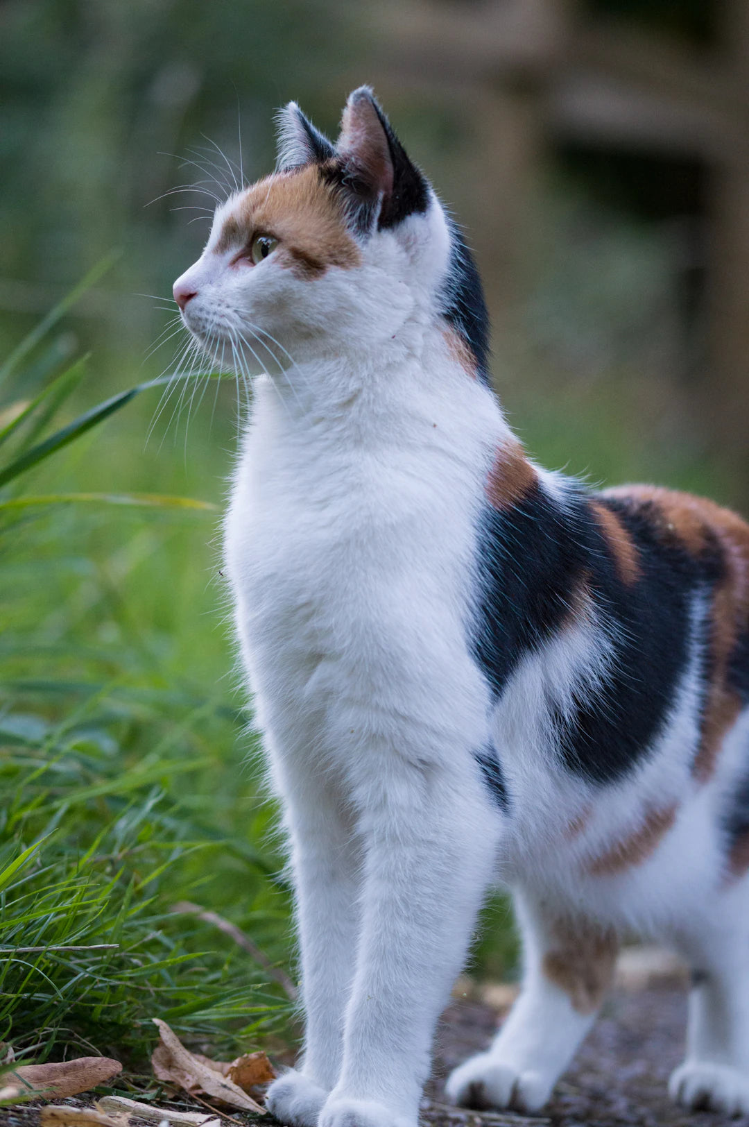 猫の嗅覚と嗜好の不思議：なぜあのごはんが好き？