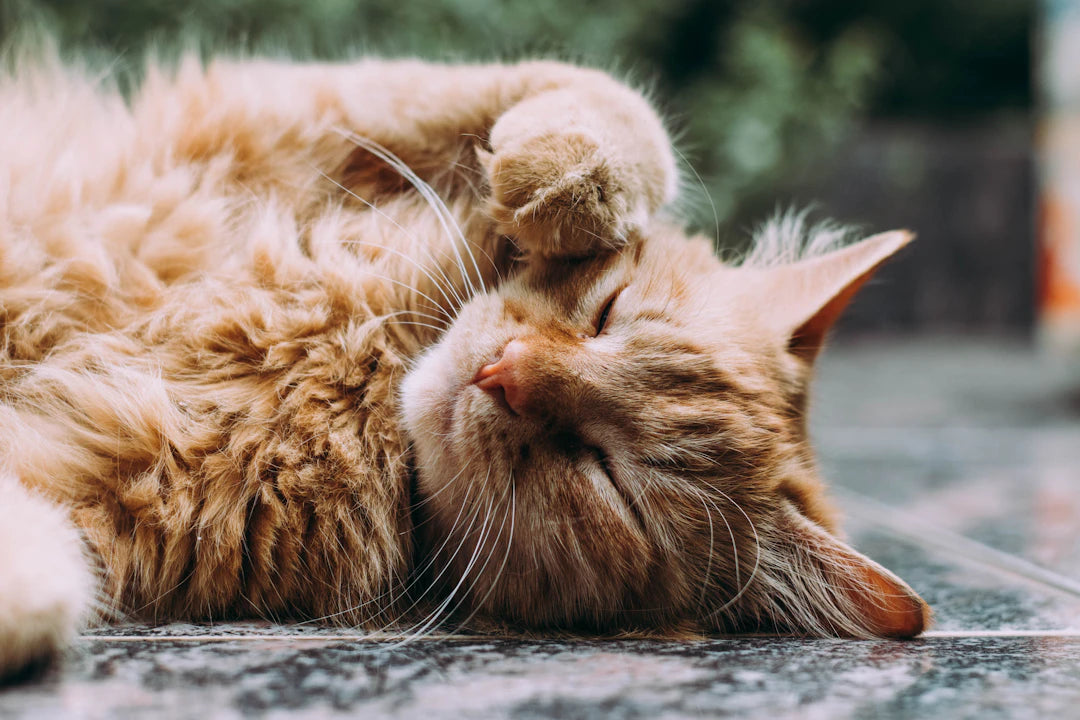 猫の睡眠パターンと必要な睡眠時間を知ろう