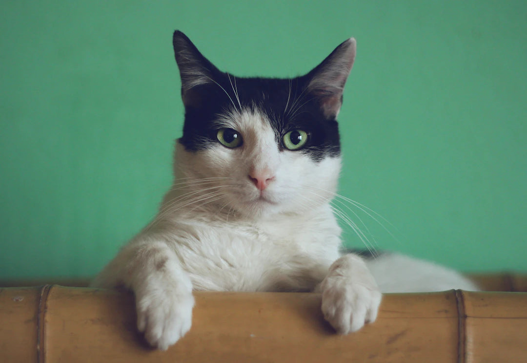 猫の散歩：飼い主との絆を深める方法