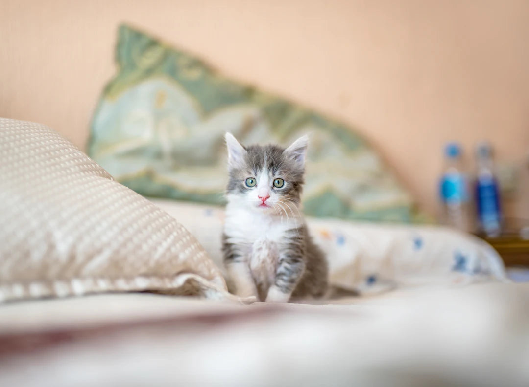 猫に優しい暮らしでサステナブルな未来を