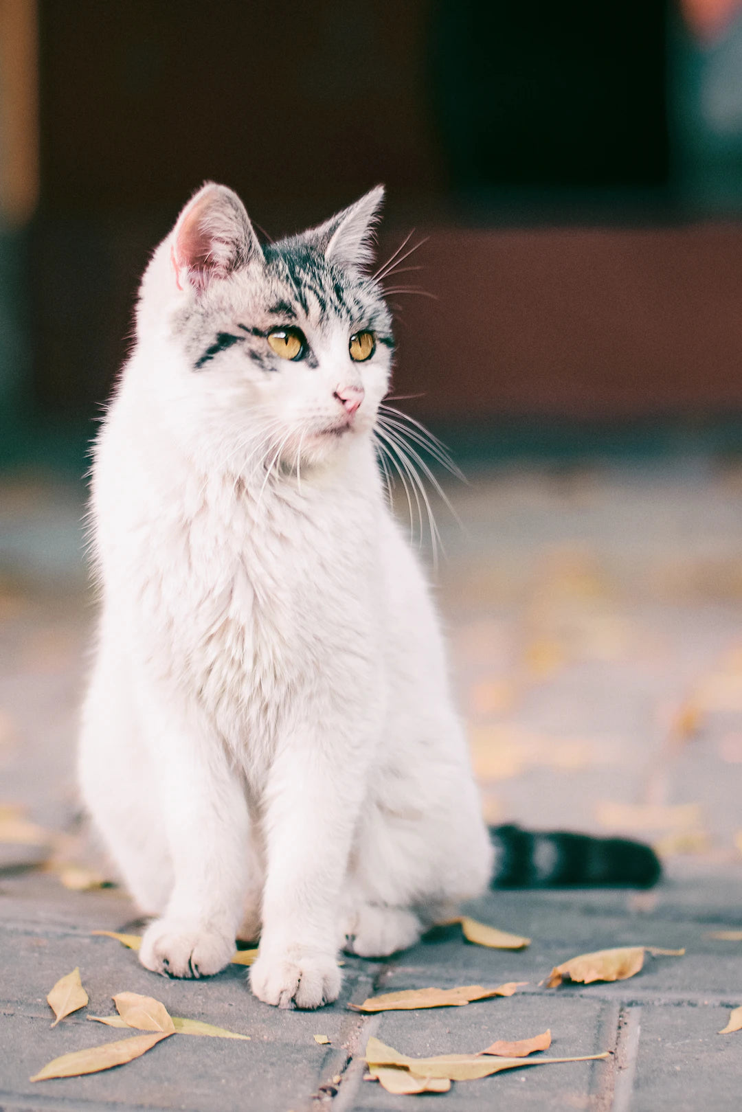 猫が夢中になる！おすすめの遊び道具10選