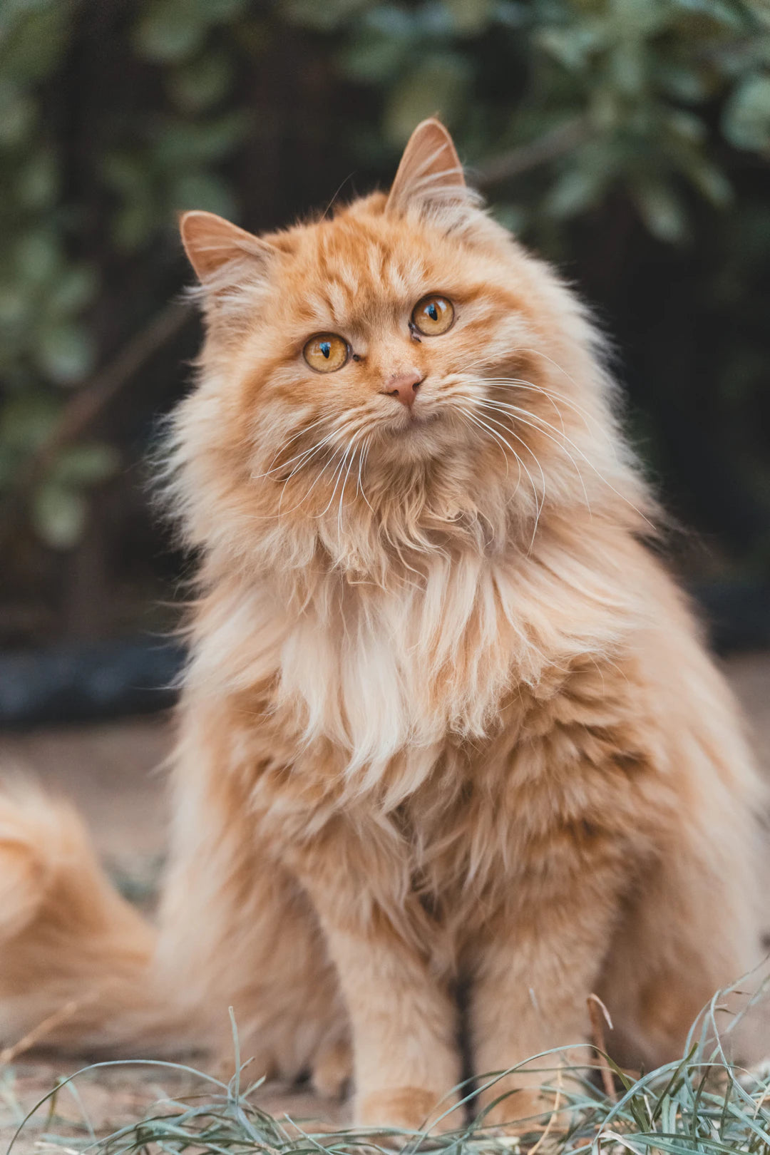 猫と一緒に楽しむハンドメイドデコレーション
