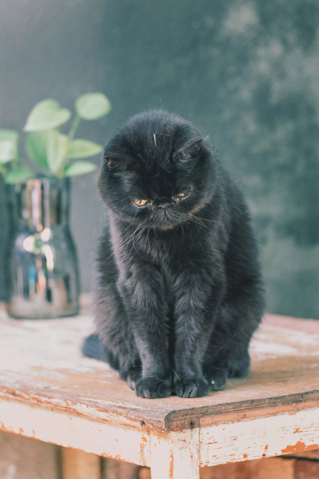 猫が喜ぶ遊びの秘密を探る！