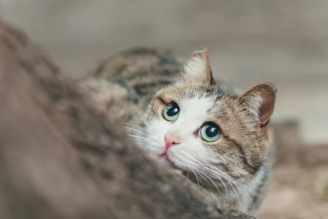 猫の突発的な行動の理由とは？