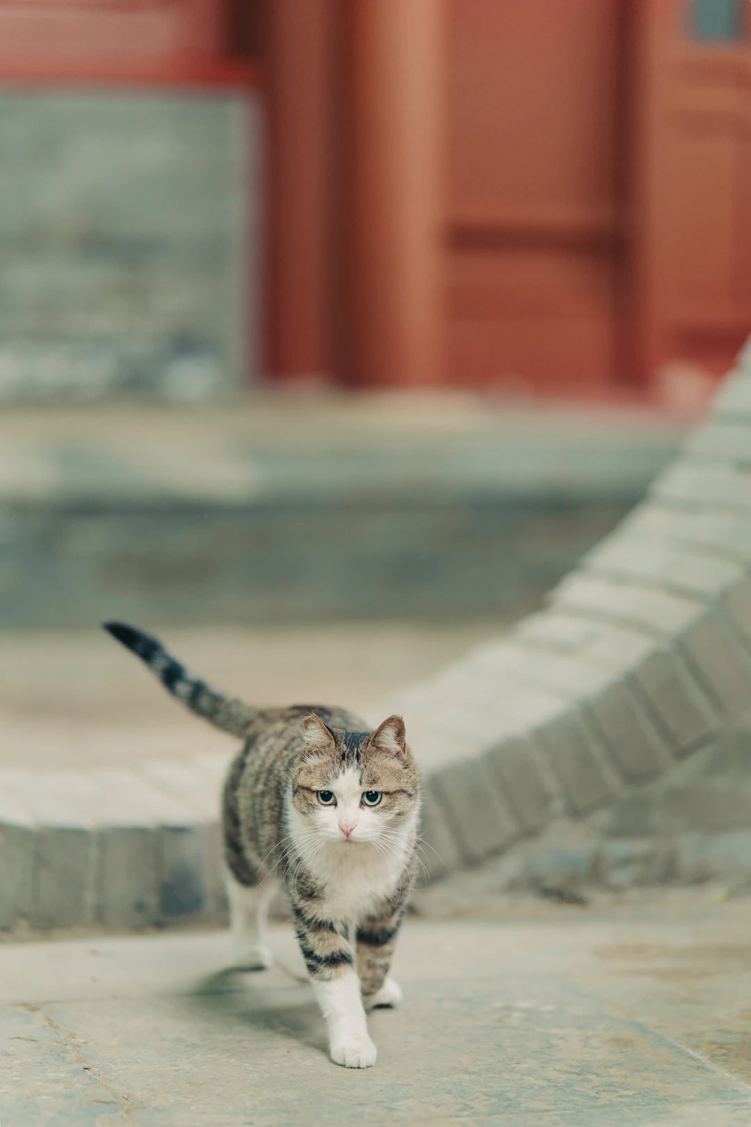 毎日の猫のケアガイド 愛猫を喜ばせる秘訣