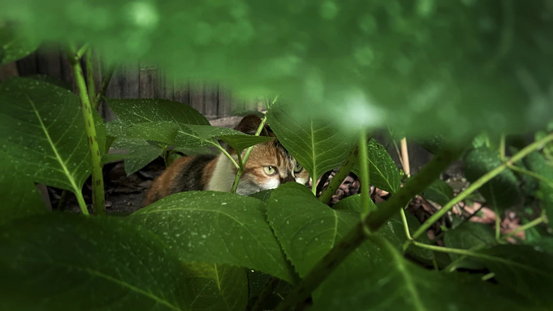魅力的な猫の種類と特徴をご紹介