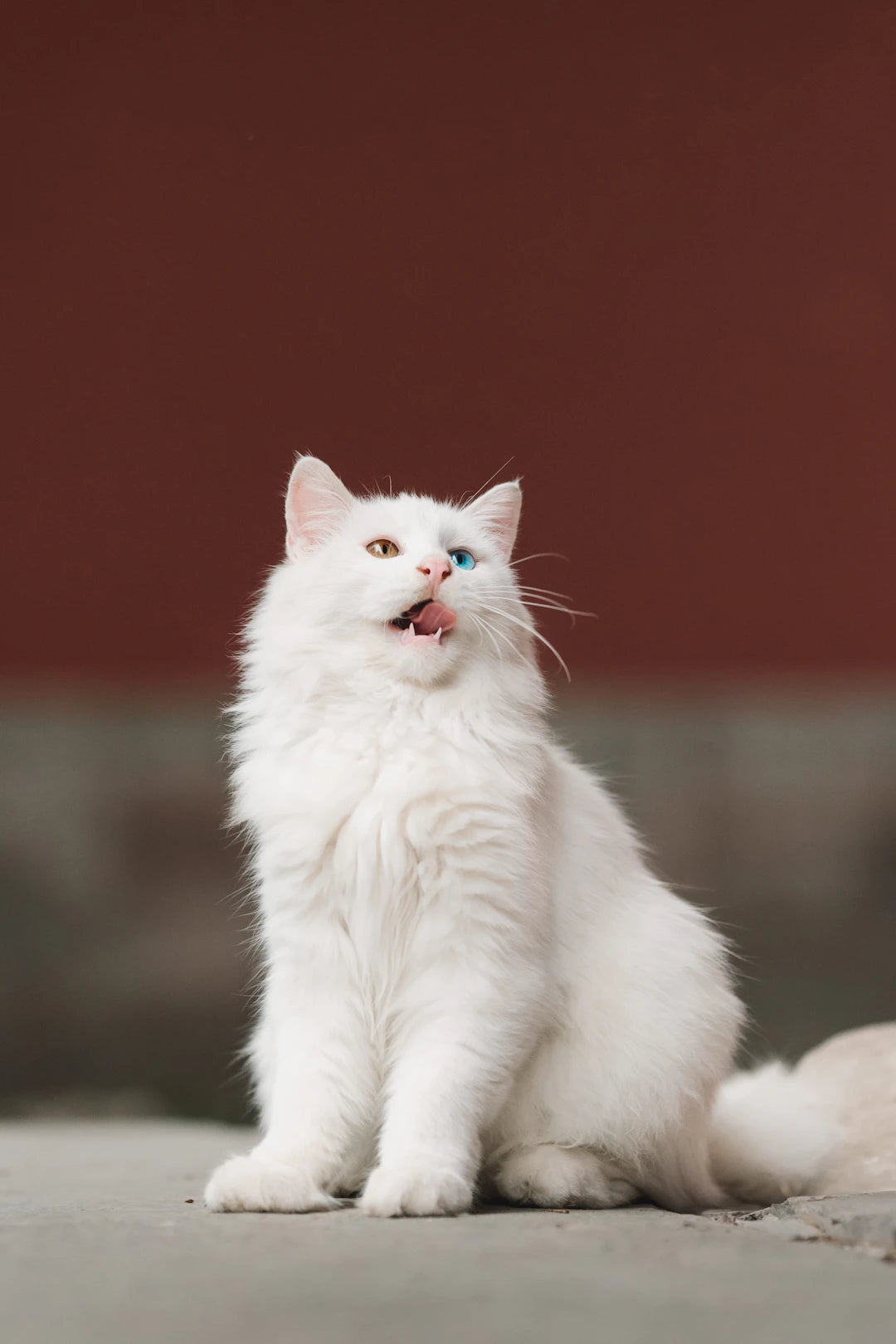 猫のおもちゃの選び方と遊びの重要性