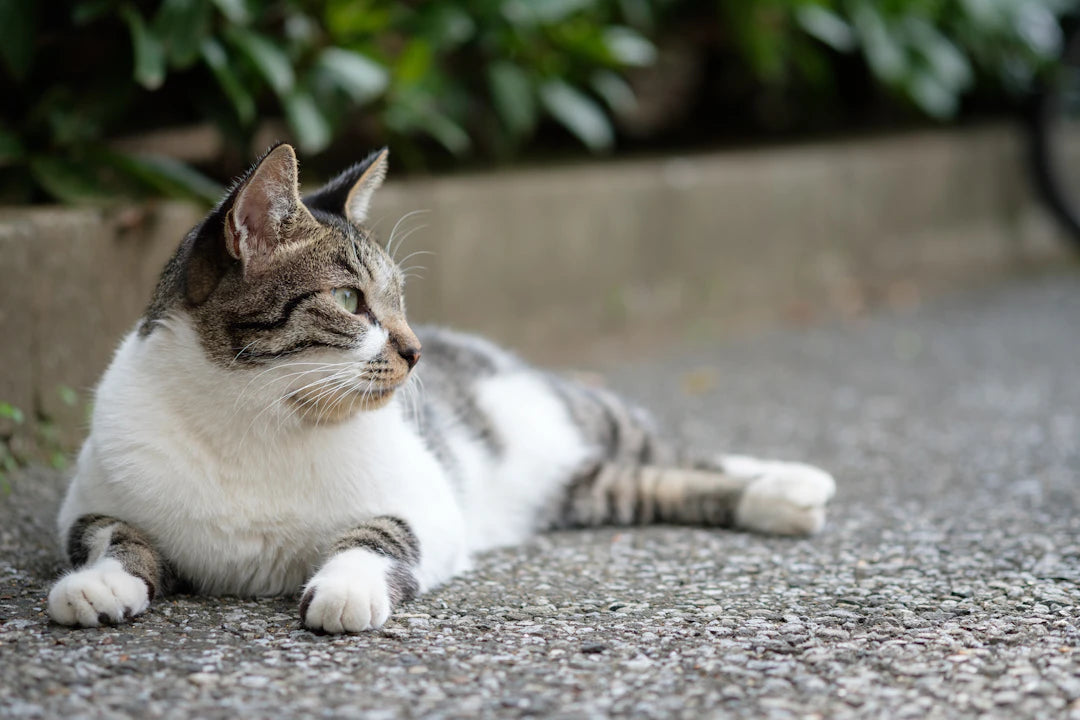 猫のしつけ方のコツ：楽しい暮らしのために！